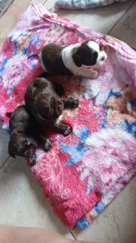 Filhotes de shihtzu para reserva.