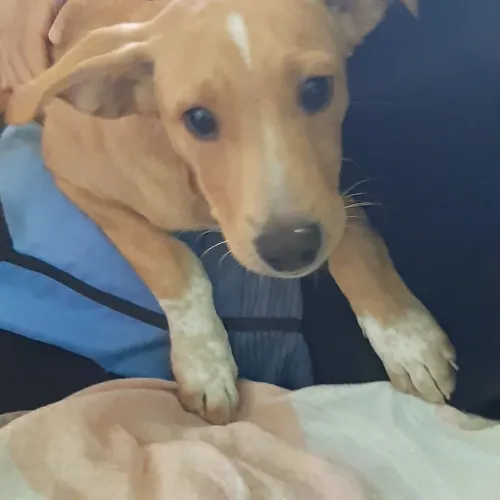 Doação cachorro vacinado 3 meses, caramelo brincalhão tirado das ruas resgate aos animais.