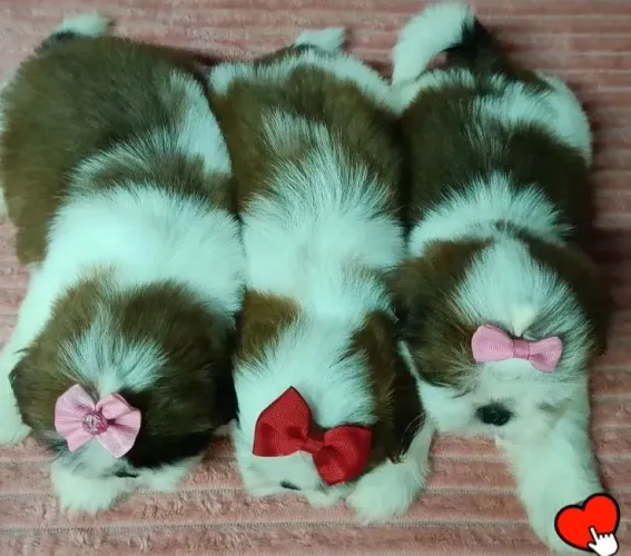 Filhotes de shih tzu disponível