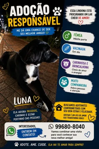 Luna para Adoção Responsável - Fêmea, Porte Médio e Vacinada