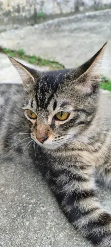 Lindo gatinho para adoção 