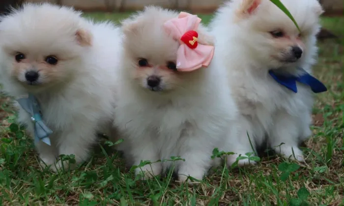 Filhotes de Spitz Alemão com pedigree