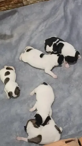 Bulldog francês 