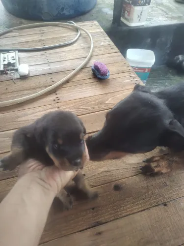 Vendo filhotes de Rottweiler valor 600