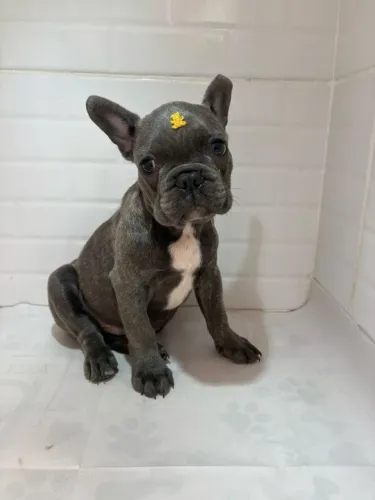 Bulldog francês o presente que vai arrancar sorrisos 