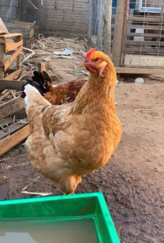Vendo galinha caipira vivas R$20,00