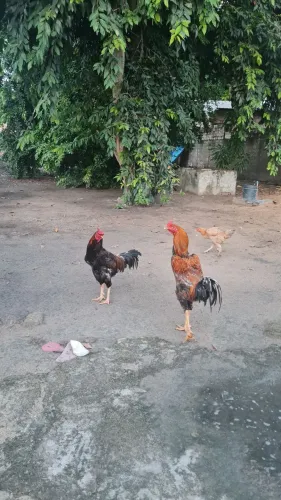 1galinha 1 galo e 1 frango caipira Por 250 reais 