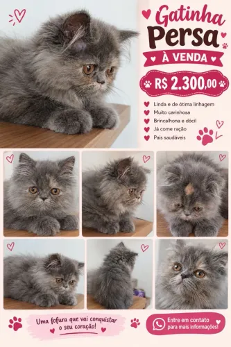 Gatinha Persa