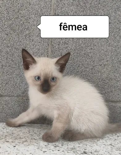 Gatinhos fofos para adoção responsável