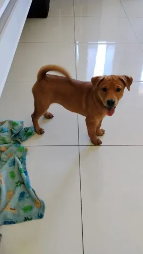 Doação filhote fêmea