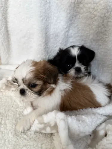 Shihtzu mini shitzu fêmea