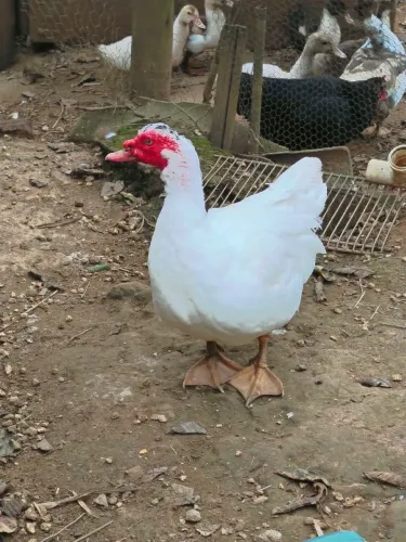 Pato adulto