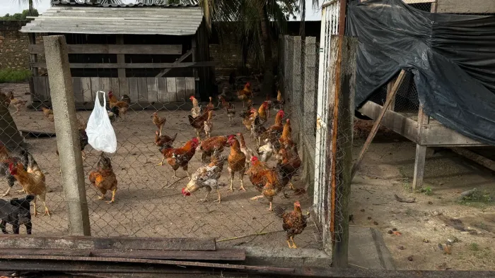  Vende frango macho 