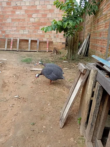 Vendo um casal de picote são novos..