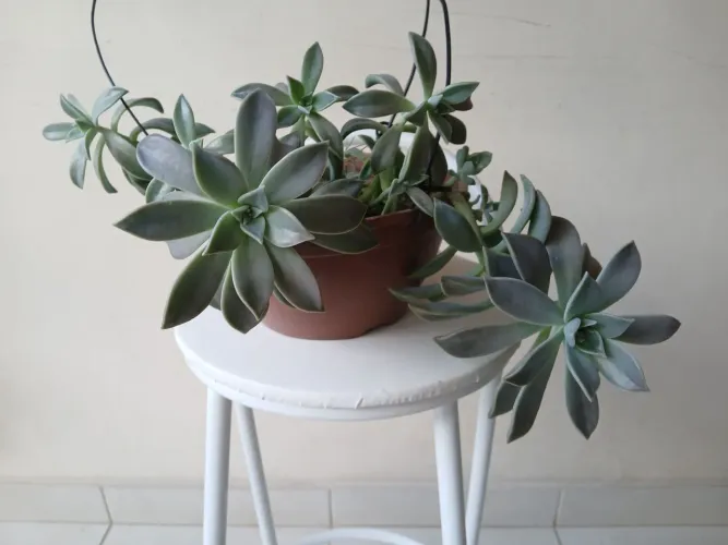 Linda Planta Suculenta. 