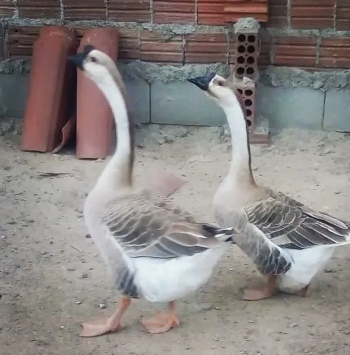 Casal de ganso sinaleiro 