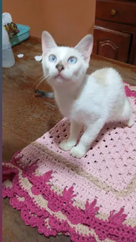 Doação responsável! Gatinho brincalhões 