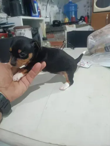 pinscher Respondo pelo 9.9751.6491 Entrega imediata