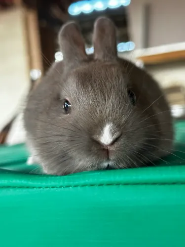 Mini Coelho Netherland dwarf