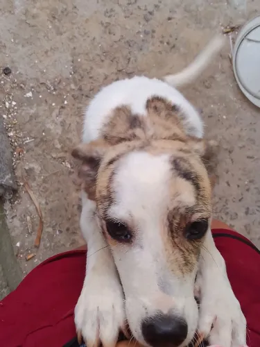 Doação de cachorra