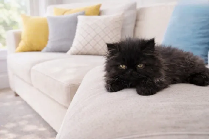 Vendo Gatos Persa