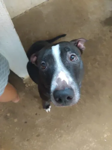 DOAÇÃO PITBULL