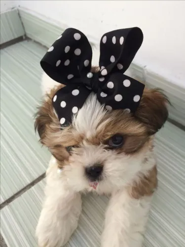 Cãozinho shih tzu/shitzu saudável e brincalhão com garantia de saúde