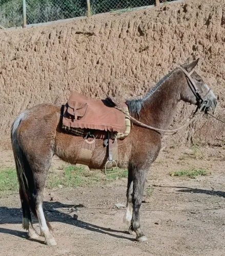 VENDO UMA ÉGUA ROSILHA