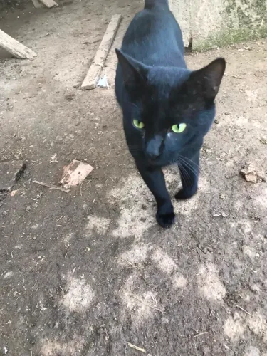 Gato macho