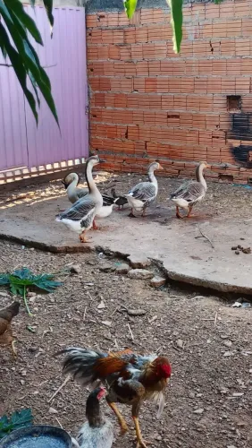 Animais 