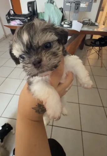 VENDE-SE FILHOTE SHIH TZU