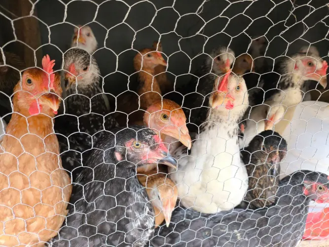 Frangos,galinhas e pintinhos ?
