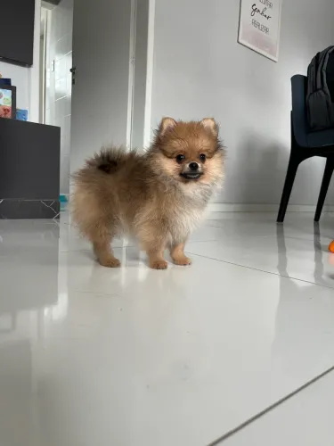 Splitz alemão/ Lulu da pomerânia