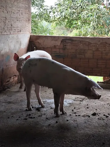 Vende-se Porcas