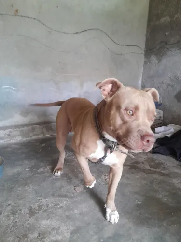 Pitbull 350 reias
