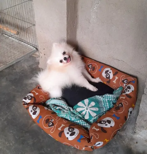 lulu da pomerania mini