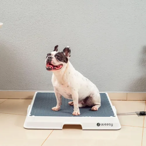 Banheiro Inteligente Weasy Cão Médio com Dreno - Novo, Nunca Usado