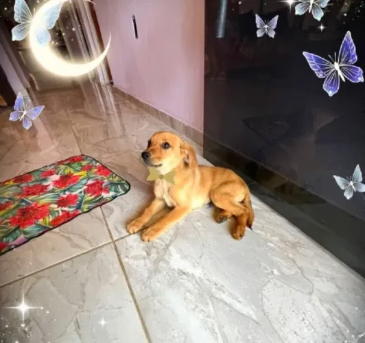 Estou doando 1 filhotes de cachorros.