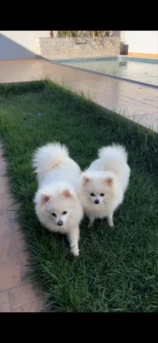 Vende-se Lulu da Pomerânia