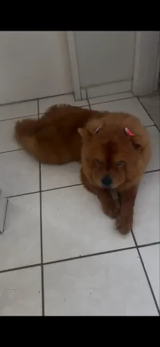 Vendo chow chow fêmea dócil 