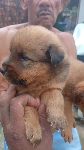 Pastor com Chow Chow olhem as fotos