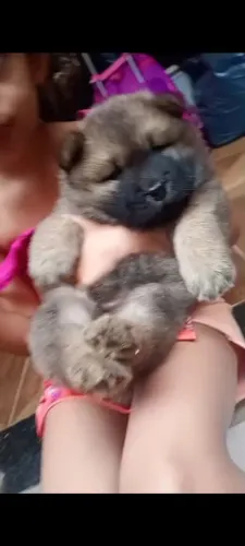 Chow chow fêmea