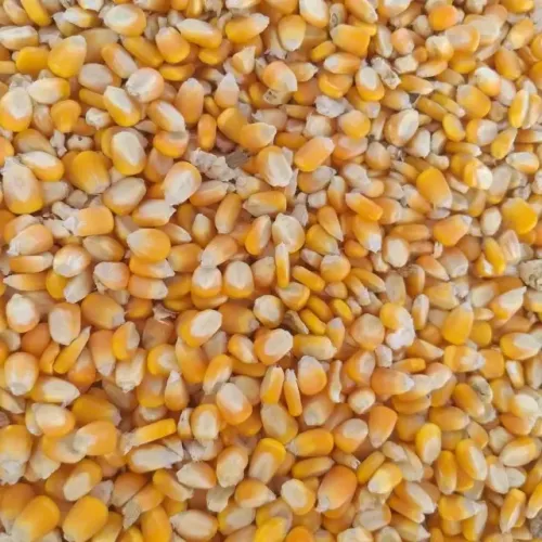 Milho Direto da Fazenda ao Norte do Mato Grosso