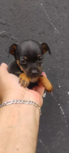 Pinscher zero para reserva 