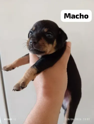 Vendo filhote de pinscher 