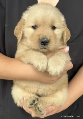 Cachorro filhote ativo e brincalhão Golden Retriever
