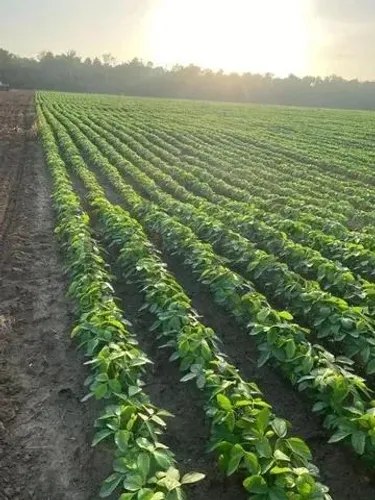 Fazenda 2210 hectares à Venda em Tailândia - PA