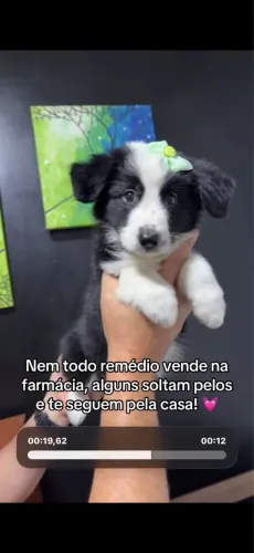 Border collie fêmea com kit grátis 