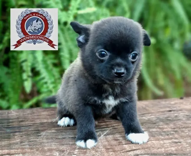 Filhote Mine Chihuahua macho