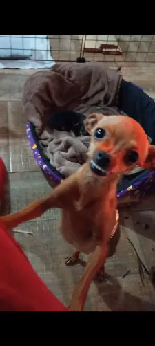 Pinscher fêmea 